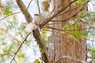 飛び回る可愛いエナガ（エナガ科）
英名学名：long-tailed tit (Aegithalos caudatus)
埼玉県北本市、北本自然観察公園 2025
