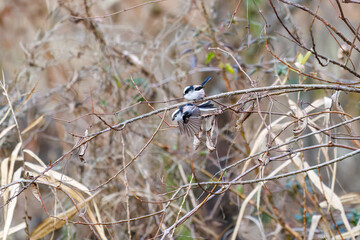 ペアの
飛び回る可愛いエナガ（エナガ科）
英名学名：long-tailed tit (Aegithalos caudatus)
埼玉県北本市、北本自然観察公園 2025

