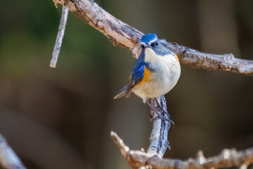 雄の
幸せの青い鳥、可愛いルリビタキ（ヒタキ科）
英名学名：Red-flanked...