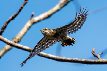 飛び立つ可愛いコゲラ（キツツキ科）
英名学名：Japanese pygmy woodpecker (Dendrocopos kizuki)  
神奈川県清川村早戸川林道2024年
