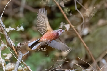 雄の
飛翔する可愛いベニマシコ（アトリ科）
英名学名：Long-tailed Rosefinch...