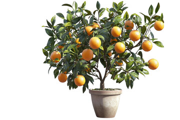 Lush Orange Tree in Pot with Brightly Colored Oranges and Green Leaves