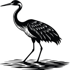 crane walking in shallow water