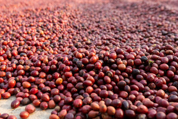 Coffee beans drying in the sun. Coffee plantations at coffee farm