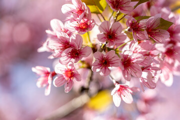 Wild Himalayan Cherry (Prunus cerasoides) or thai sakura flower