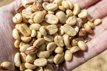 Coffee beans drying in the sun. Coffee plantations at coffee farm