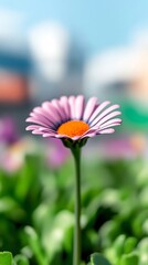 Vibrant pink daisy blooms brightly bathed in soft sunlight shallow depth of field. AI Generated
