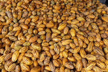 Cacao tree with cacao pods in a organic farm.