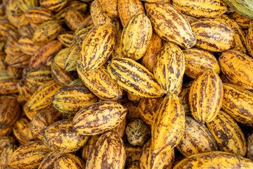 Fototapeta premium Cacao tree with cacao pods in a organic farm.