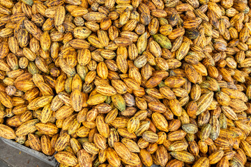 Cacao tree with cacao pods in a organic farm.