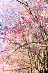 Fototapeta premium Wild Himalayan Cherry (Prunus cerasoides) or thai sakura flower