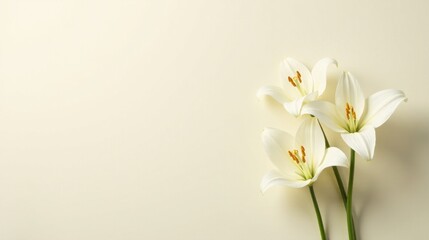 Fototapeta premium Elegant White Lilies on a Soft Background A Peaceful Floral Image Perfect for Sympathy Cards, Invitations, or Inspirational Designs