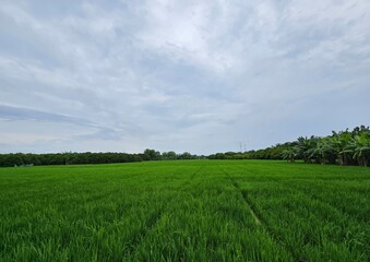 Fototapeta premium View of rice fields on a sunny afternoon