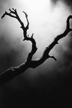 Dead tree in black and white
