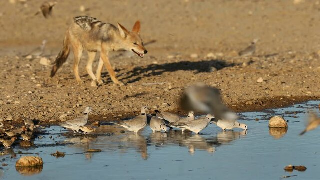 A black-backed jackal (Canis mesomelas) stalking birds drinking at a waterhole, Kalahari desert, South Africa