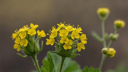yellow flowers in the garden