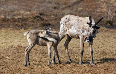 A beautiful deer of the indigenous peoples of the North. Ethnography