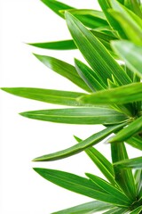 Obraz premium Vibrant Green Plant Leaves Nature Close Up Fresh Spring Botanical