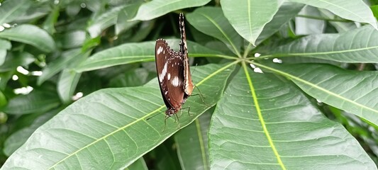 Butterflies mating on green leaves in the garden