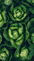 Fototapeta premium Close-up of Fresh Green Lettuce Leaves
