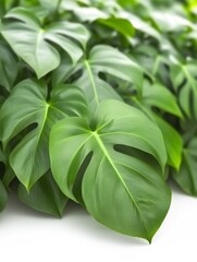 Lush green leaves elegantly arranged create vibrant tropical backdrop. AI Generated