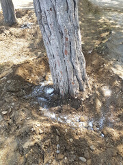 large old growth eastern white pine tree meets the hard acidic clay ground covered in dried needles where it roots below the dirt, its trunk scaly with thick dried bark