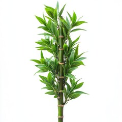 Naklejka premium Serene Bamboo Plant: A Symbol of Tranquility and Growth