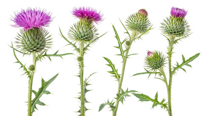 Five Thistle Plants, Isolated on Transparent Background, Botanical Illustration, Floral Design, Nature, Thistle, Botany, Plant