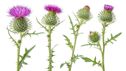 Five Thistle Plants, Isolated on Transparent Background, Botanical Illustration, Floral Design, Nature, Thistle, Botany, Plant