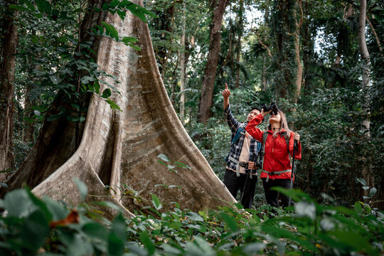 Lover hikers admiring massive tree forest stand looking up at the towering tree themes of discovery, serenity untouched wilderness guide trekking and trail exploration holiday ecotourism concept.