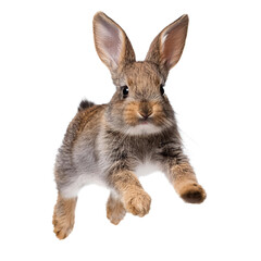 Obraz premium Cute rabbit leaping in the air, white isolate background