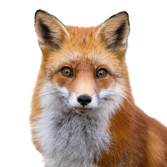 Fototapeta premium Close-up portrait of a beautiful red fox with intense eyes.