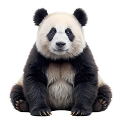 Fototapeta premium Panda