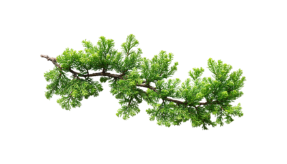 Pine branch real photo vibrant green png