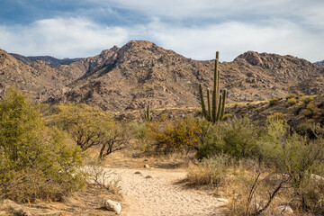 Cacti and mountains on Sutherland Trail