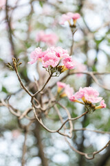 Rosy Trumpet or Pink Tacoma tree, Tabebuia rosea, cheerful blooming in park