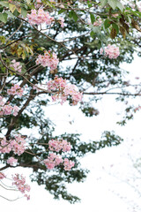 Rosy Trumpet or Pink Tacoma tree, Tabebuia rosea, cheerful blooming in park