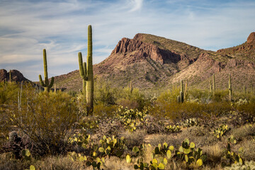 Saguaro Cacti in Arizona's Desert © Andy Konieczny