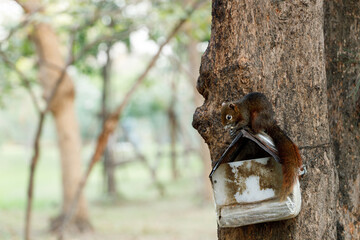 Squirrel climbing a tree in park