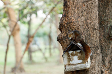 Squirrel climbing a tree in park