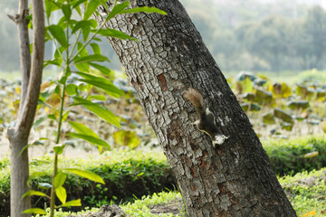 Squirrel climbing a tree in park