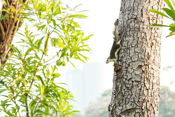 Squirrel climbing a tree in park
