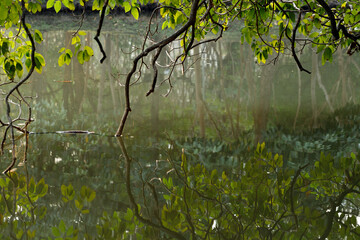 Tree branch dipping into water pond in park.
