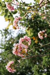 Rosy Trumpet or Pink Tacoma tree, Tabebuia rosea, cheerful blooming in park