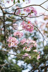 Rosy Trumpet or Pink Tacoma tree, Tabebuia rosea, cheerful blooming in park