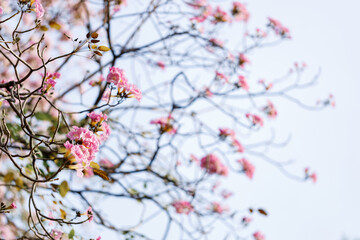 Rosy Trumpet or Pink Tacoma tree, Tabebuia rosea, cheerful blooming in park