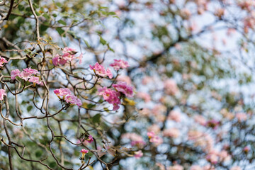 Rosy Trumpet or Pink Tacoma tree, Tabebuia rosea, cheerful blooming in park