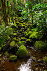 Rainforest landscape with mossy rocks and mountain stream running down the creek in a tropical jungles.