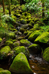Rainforest landscape with mossy rocks and mountain stream running down the creek in a tropical...
