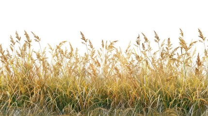 Blue Oat Grass produce grass vegetation.